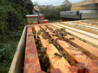 wooden bee hives with bees