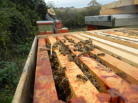 wooden bee hives with bees 