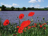 view of purple field of lavender with red poppies