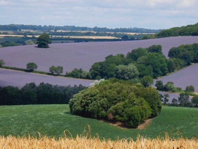 view of purple fields of lavender