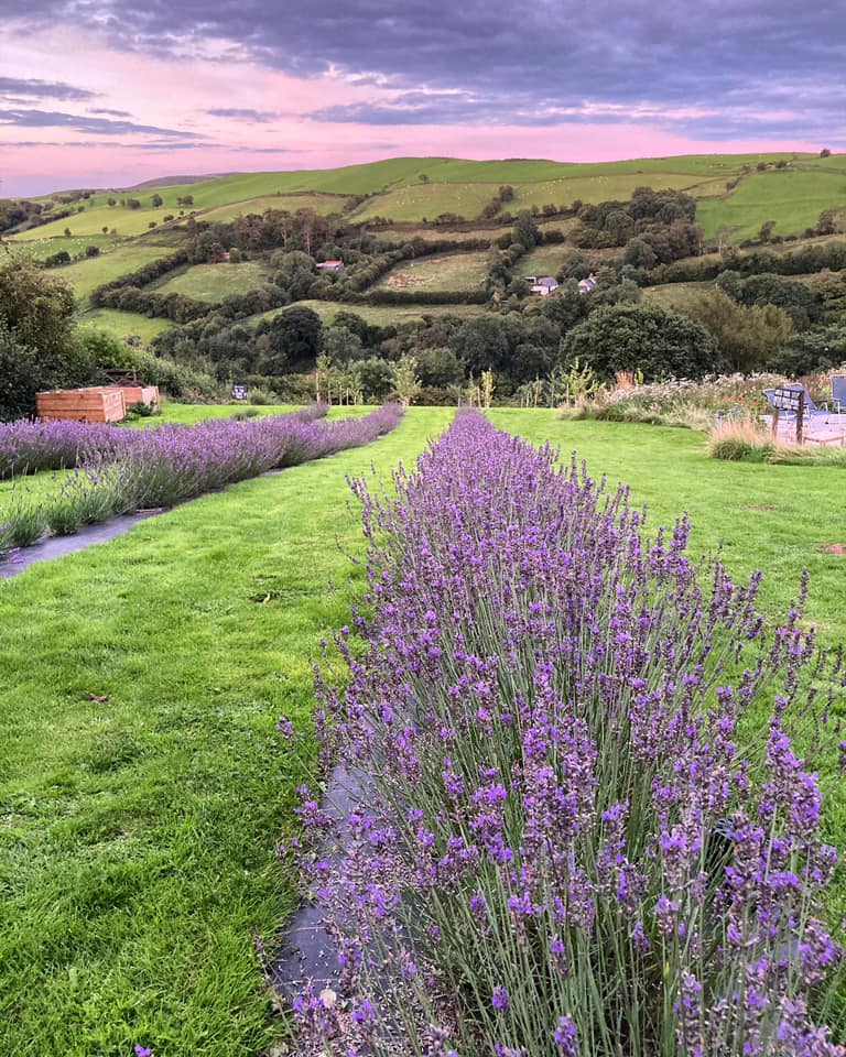 field with rows of welsh lavender in mid wales with view of hills and purple skies