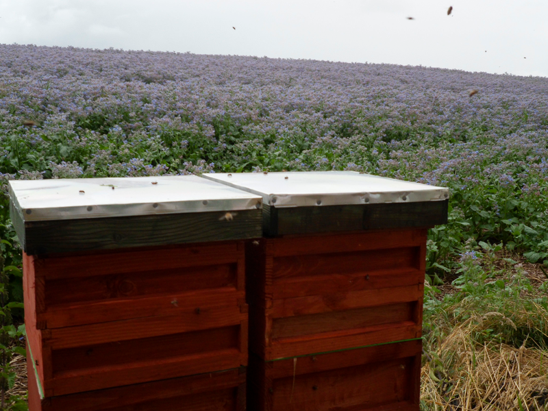 wooden bee hives in lavender field